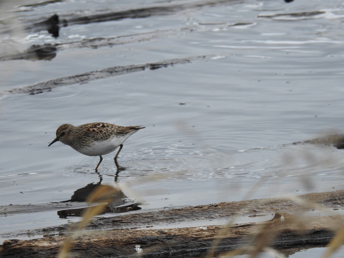 Least Sandpiper - ML637783162