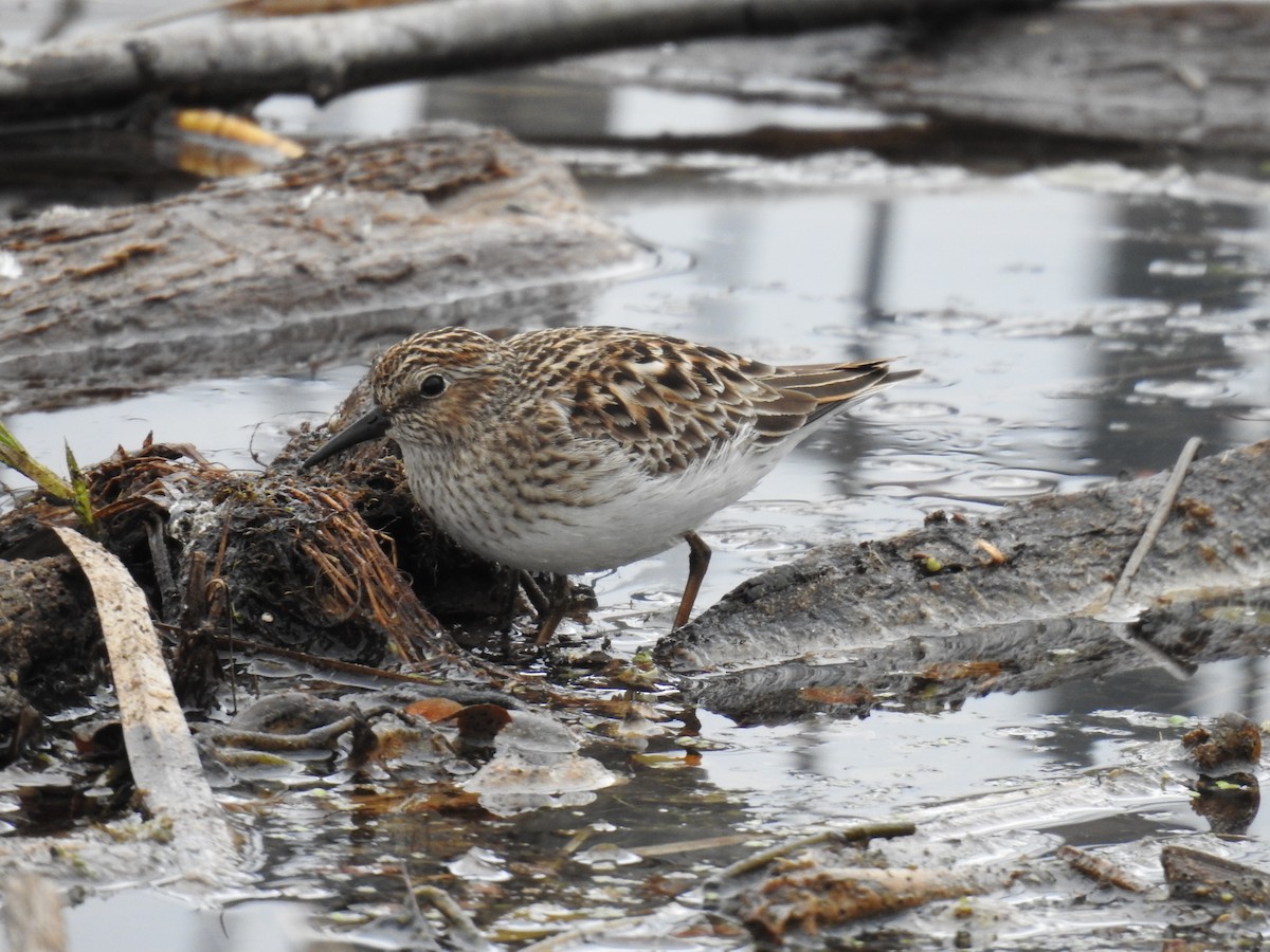 Least Sandpiper - ML637783163
