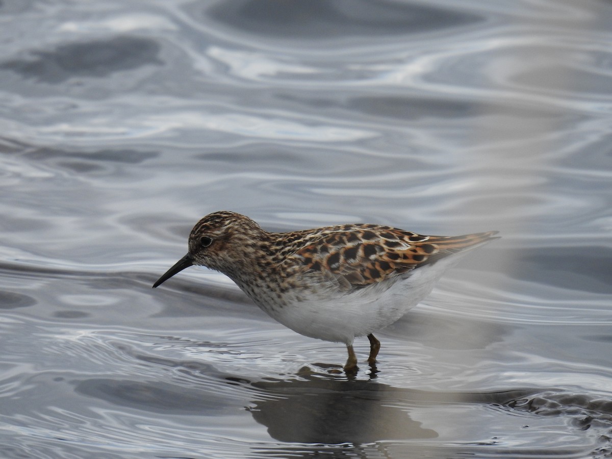 Least Sandpiper - ML637783164