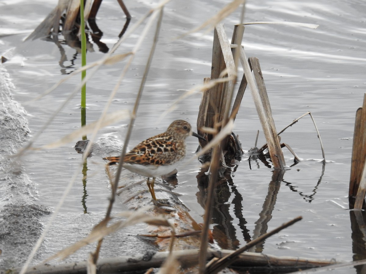Least Sandpiper - ML637783165