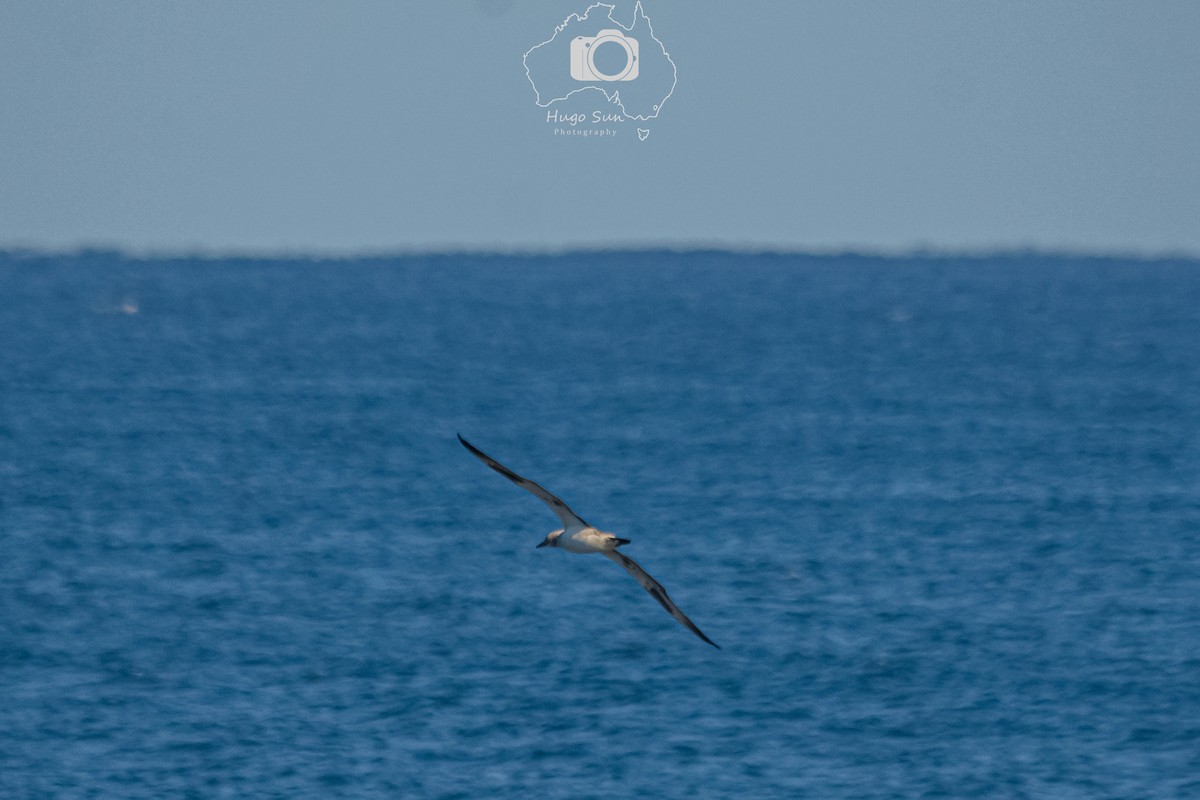 Australasian Gannet - ML637783166