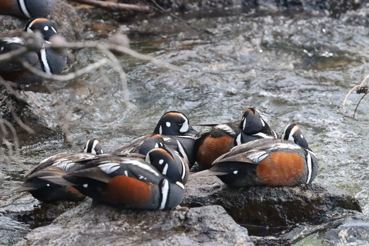 Harlequin Duck - ML637783171