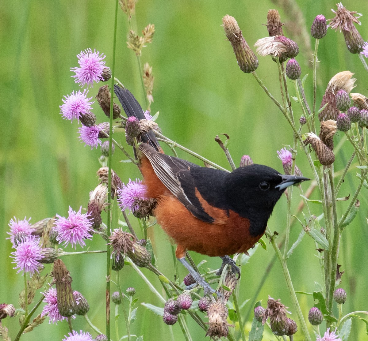 Orchard Oriole - ML637783174
