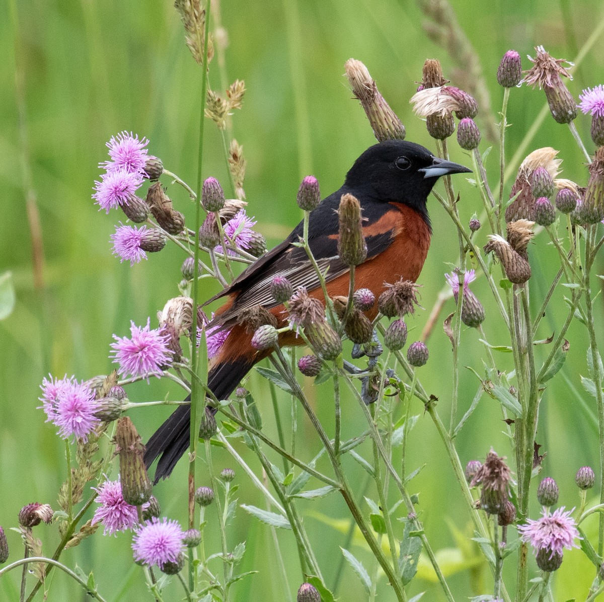 Orchard Oriole - ML637783175