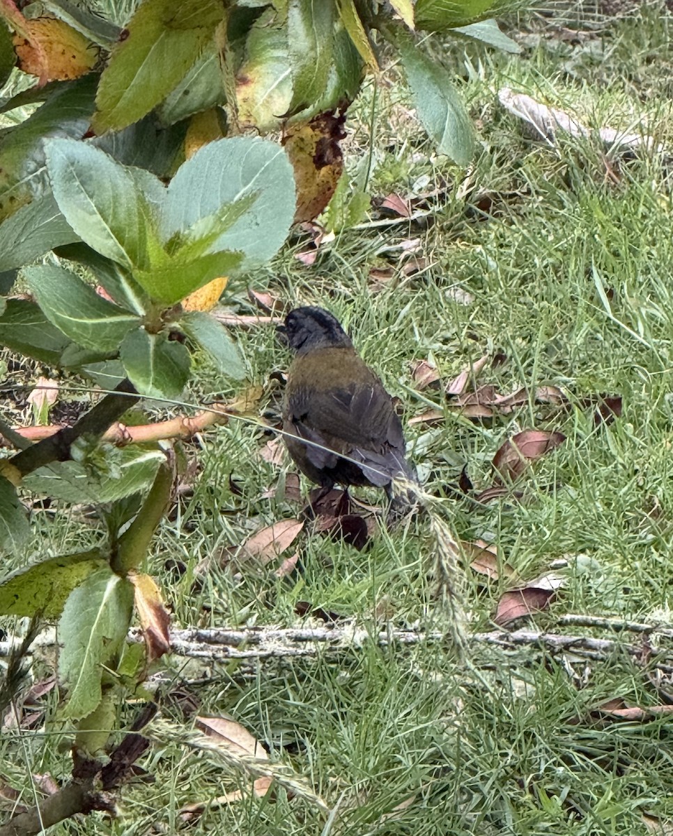 Large-footed Finch - ML637783177