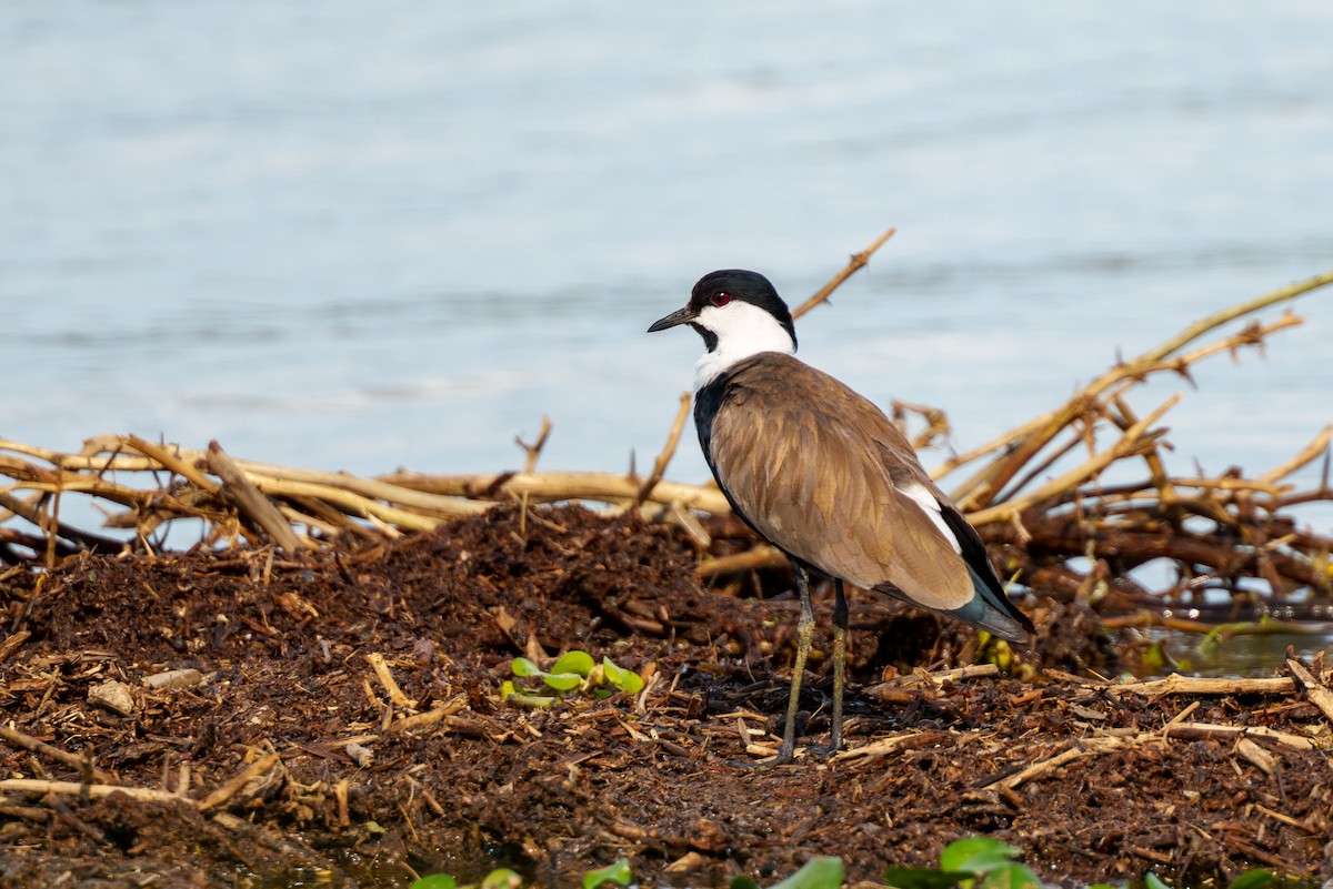 Spur-winged Lapwing - ML637783178