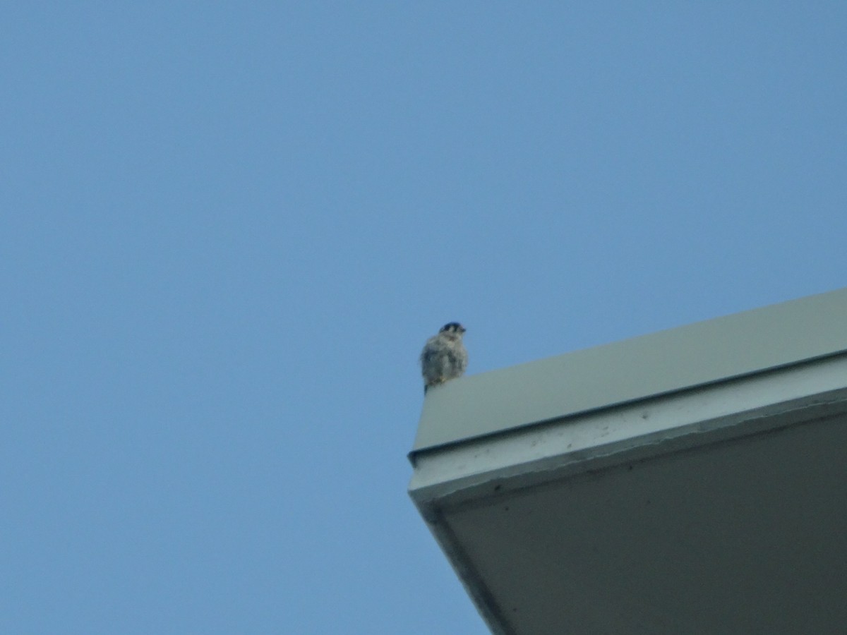 American Kestrel - ML637783180