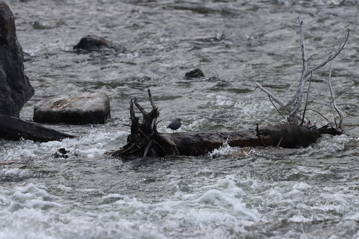 American Dipper - ML637783182