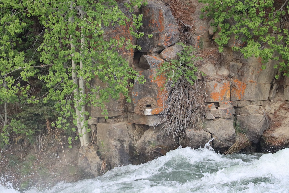 American Dipper - ML637783183