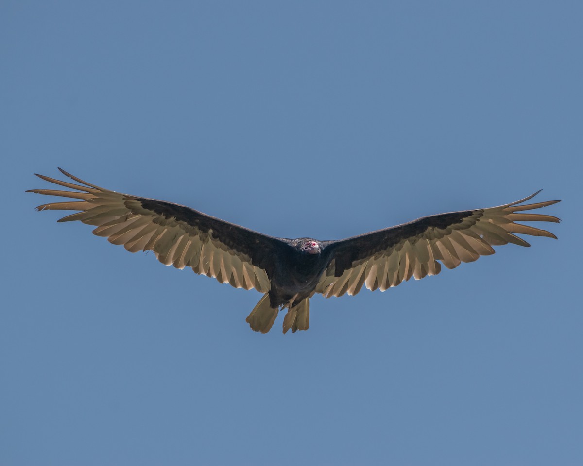 Turkey Vulture - ML637783185