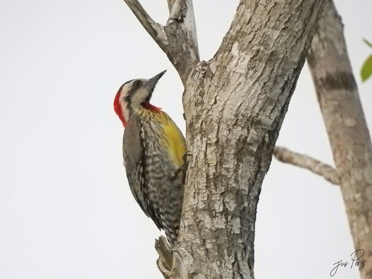 Cuban Green Woodpecker - ML637783186