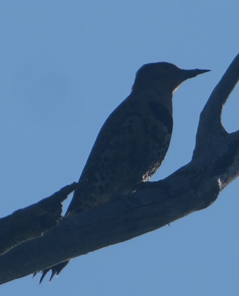 Northern Flicker - ML637783188