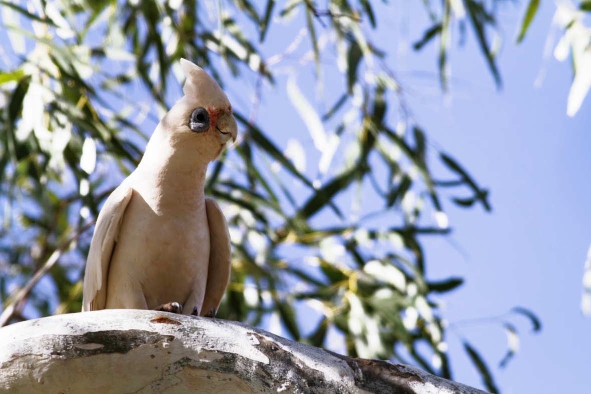 Little Corella - ML637783190