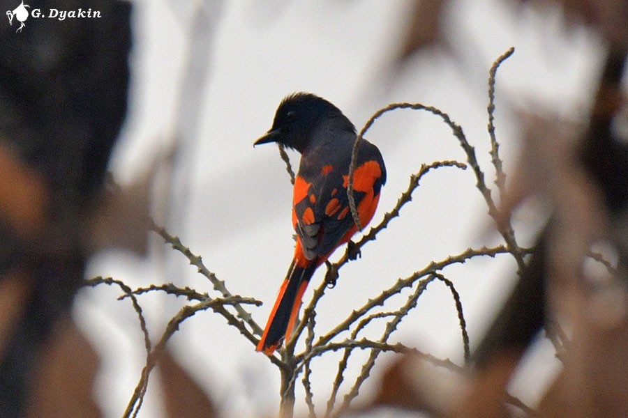 赤紅山椒鳥 - ML637783191