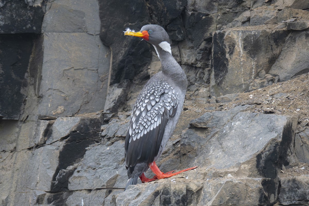 Red-legged Cormorant - ML637783289