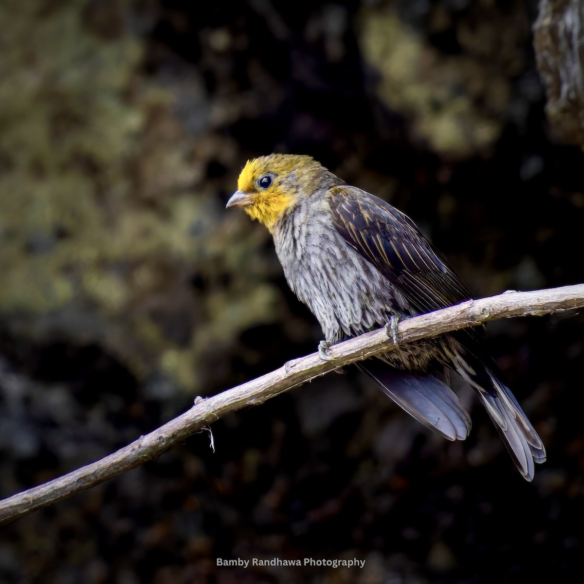 Indicateur à dos jaune - ML637783302