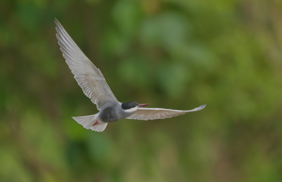 Whiskered Tern - ML637783320