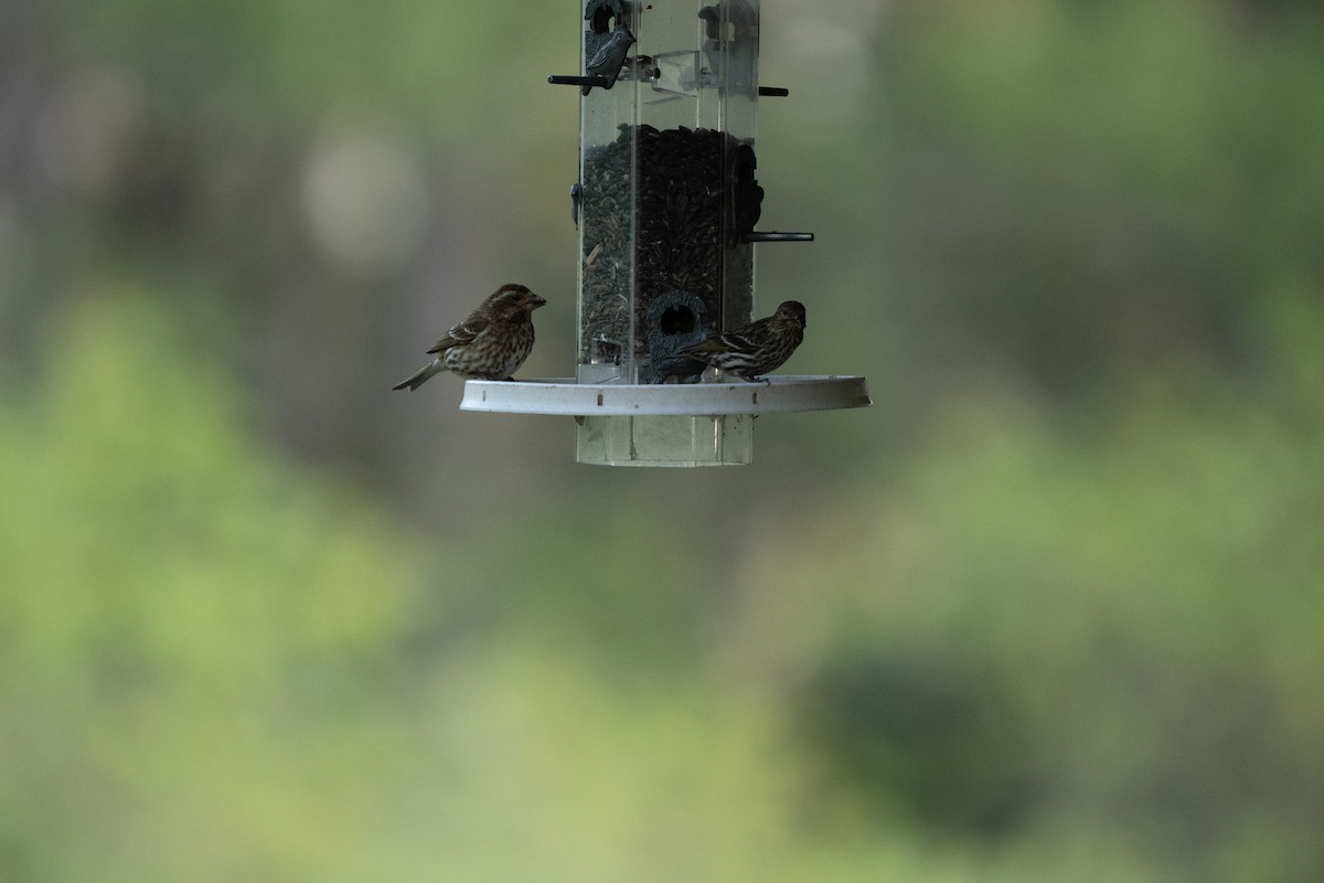 Pine Siskin - ML637783323