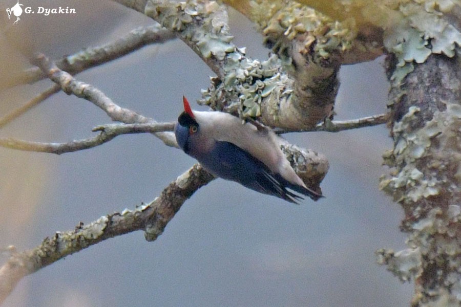 Velvet-fronted Nuthatch - ML637783324