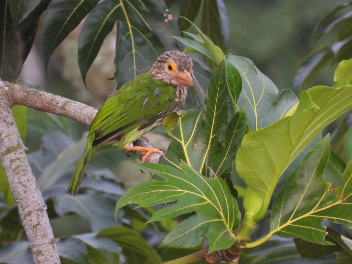 Lineated Barbet - ML637783330