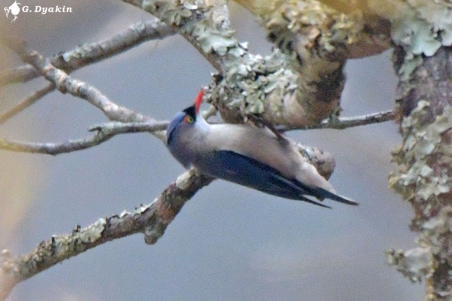 Velvet-fronted Nuthatch - ML637783331