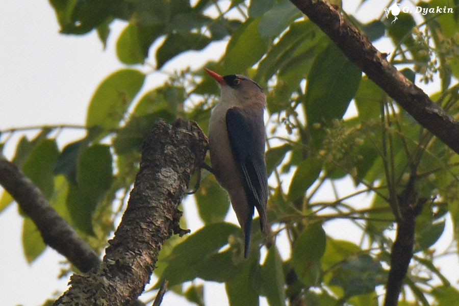 Velvet-fronted Nuthatch - ML637783332