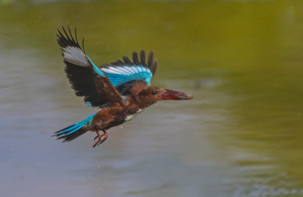 White-throated Kingfisher - ML637783333