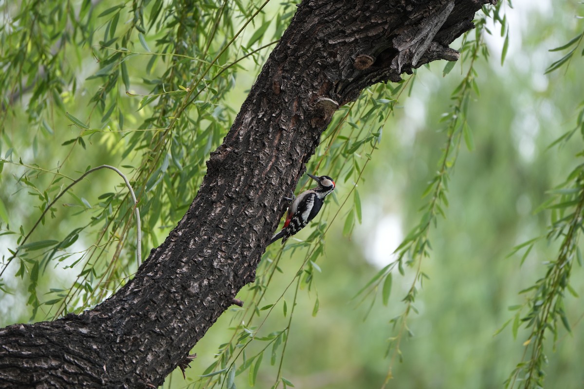 Great Spotted Woodpecker - ML637783334