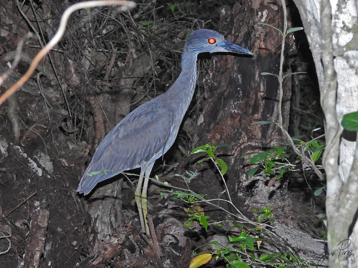 Yellow-crowned Night Heron - ML637783336