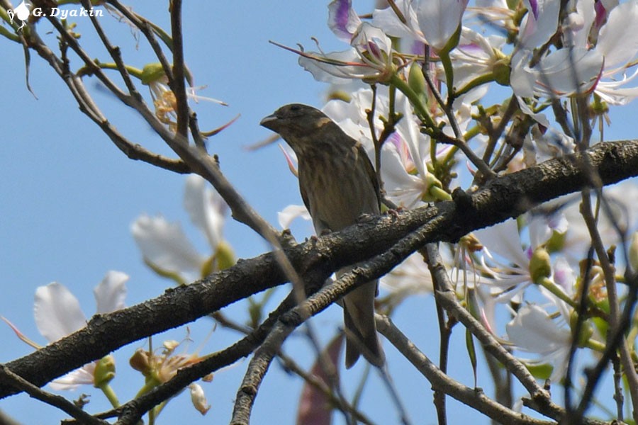 Common Rosefinch - ML637783339