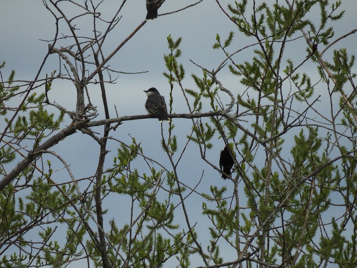 Eastern Kingbird - ML637783347