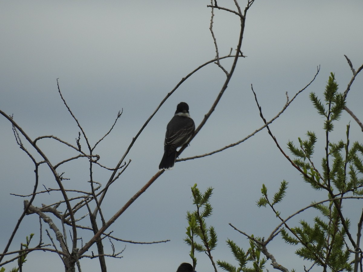 Eastern Kingbird - ML637783348