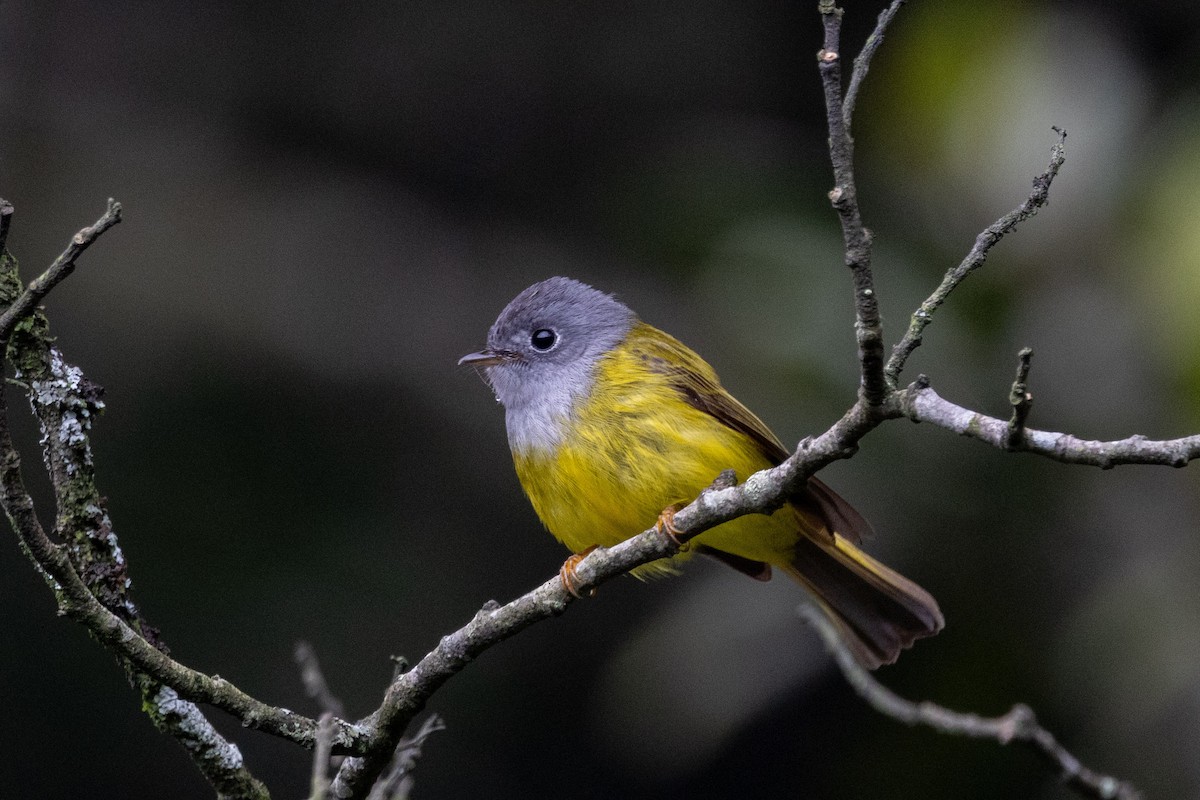 Gray-headed Canary-Flycatcher - ML637783354