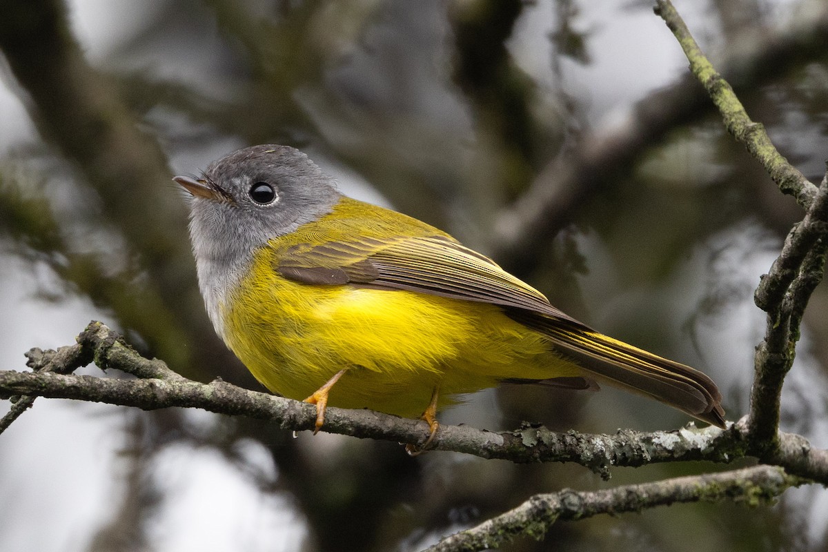 Gray-headed Canary-Flycatcher - ML637783355
