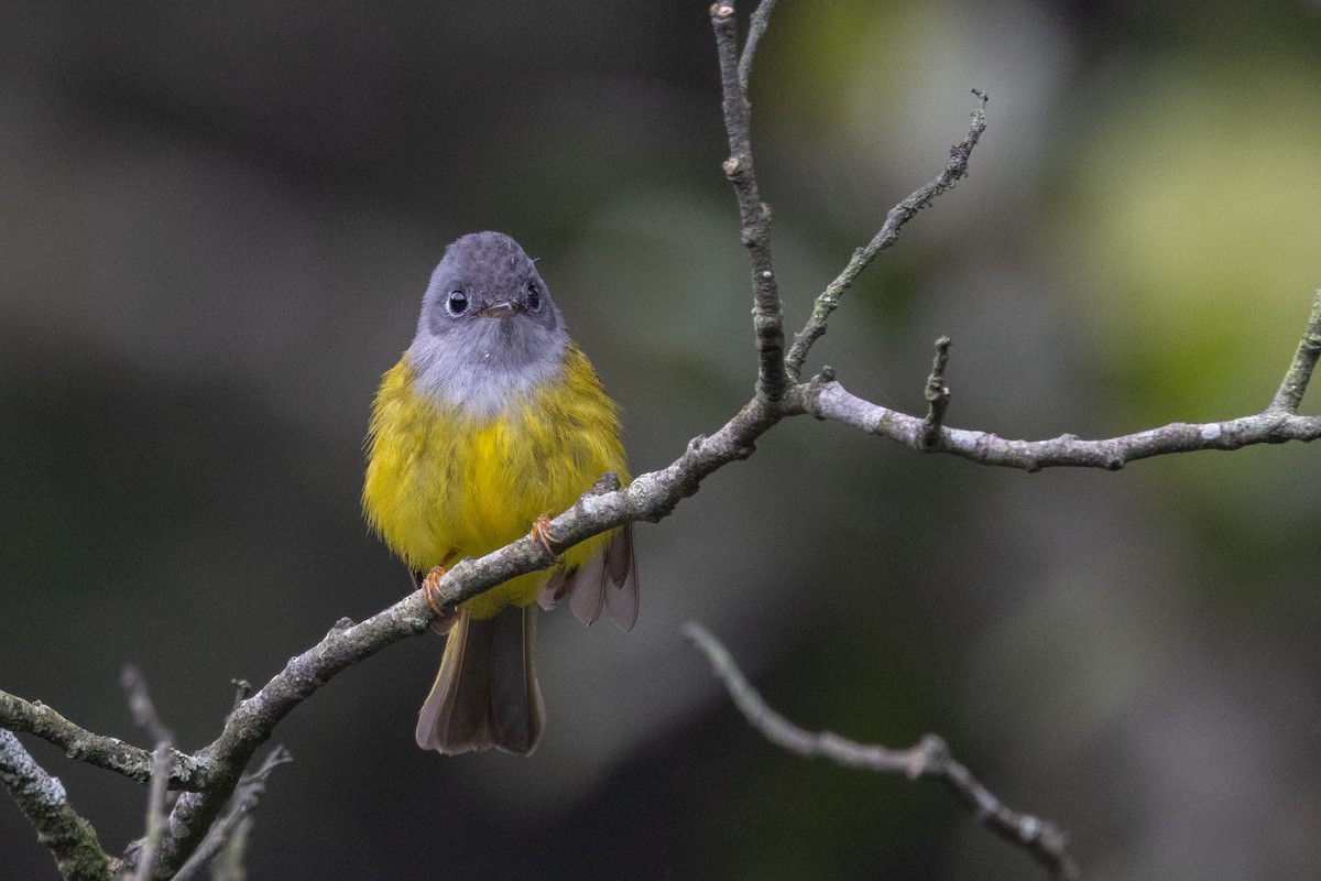 Gray-headed Canary-Flycatcher - ML637783357