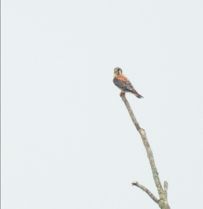 American Kestrel - ML637783361