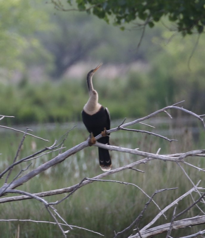 Anhinga - ML637783362