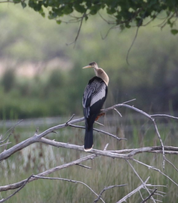Anhinga - ML637783363