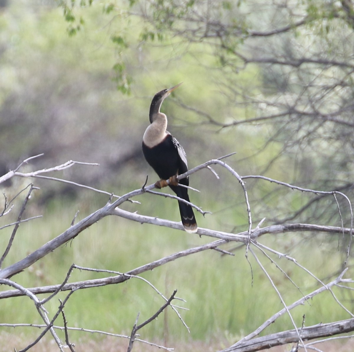 Anhinga - ML637783364