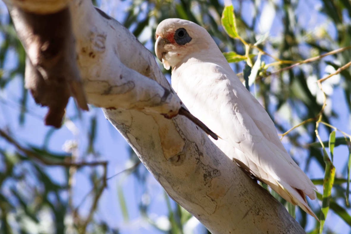 Little Corella - ML637783372
