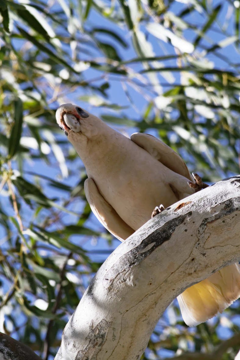 Little Corella - ML637783373
