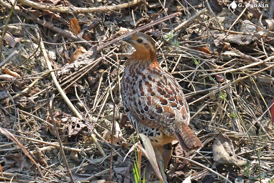 Mountain Bamboo-Partridge - ML637783394