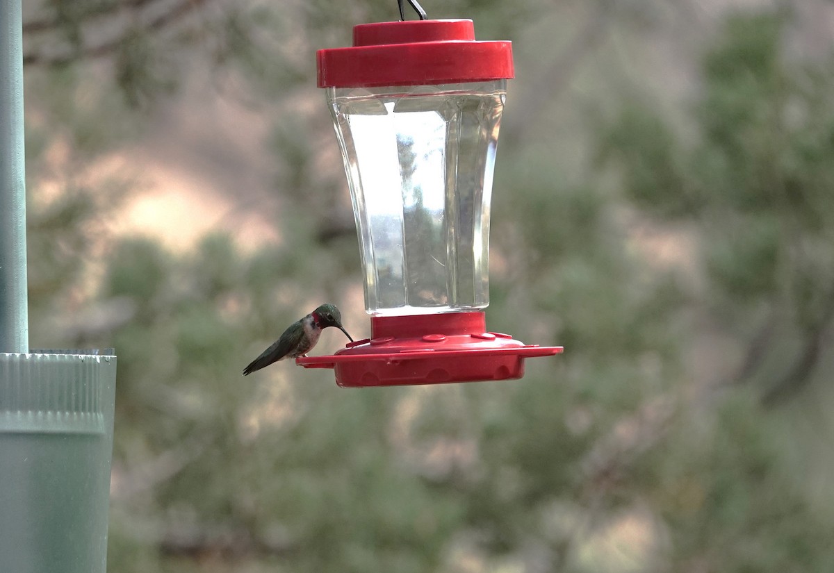 Broad-tailed Hummingbird - ML637783418