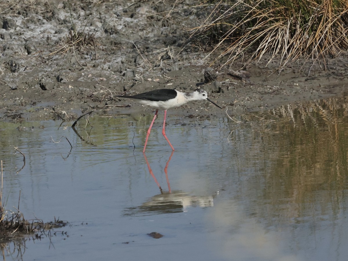 Black-winged Stilt - ML637783419