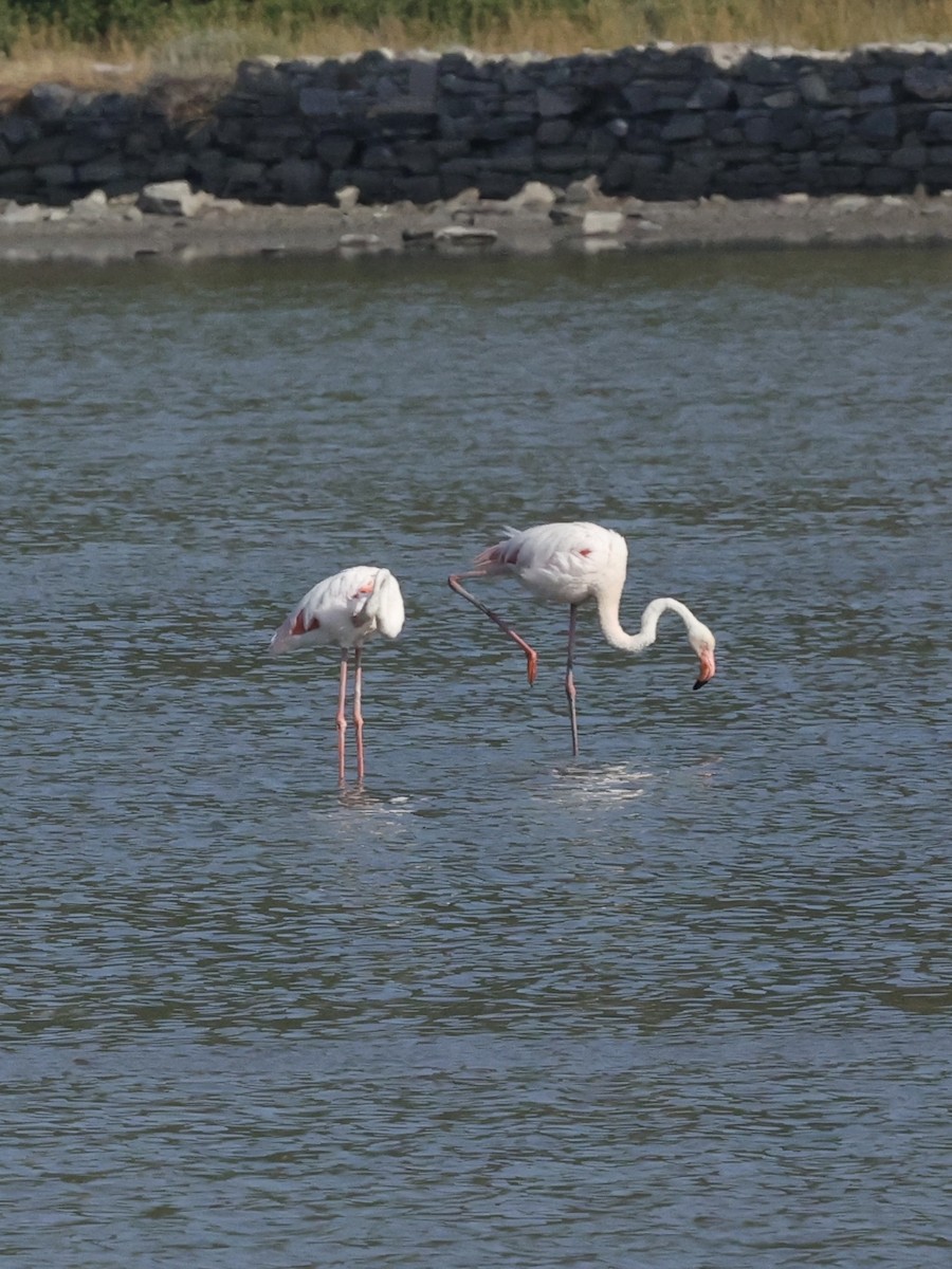Greater Flamingo - ML637783420