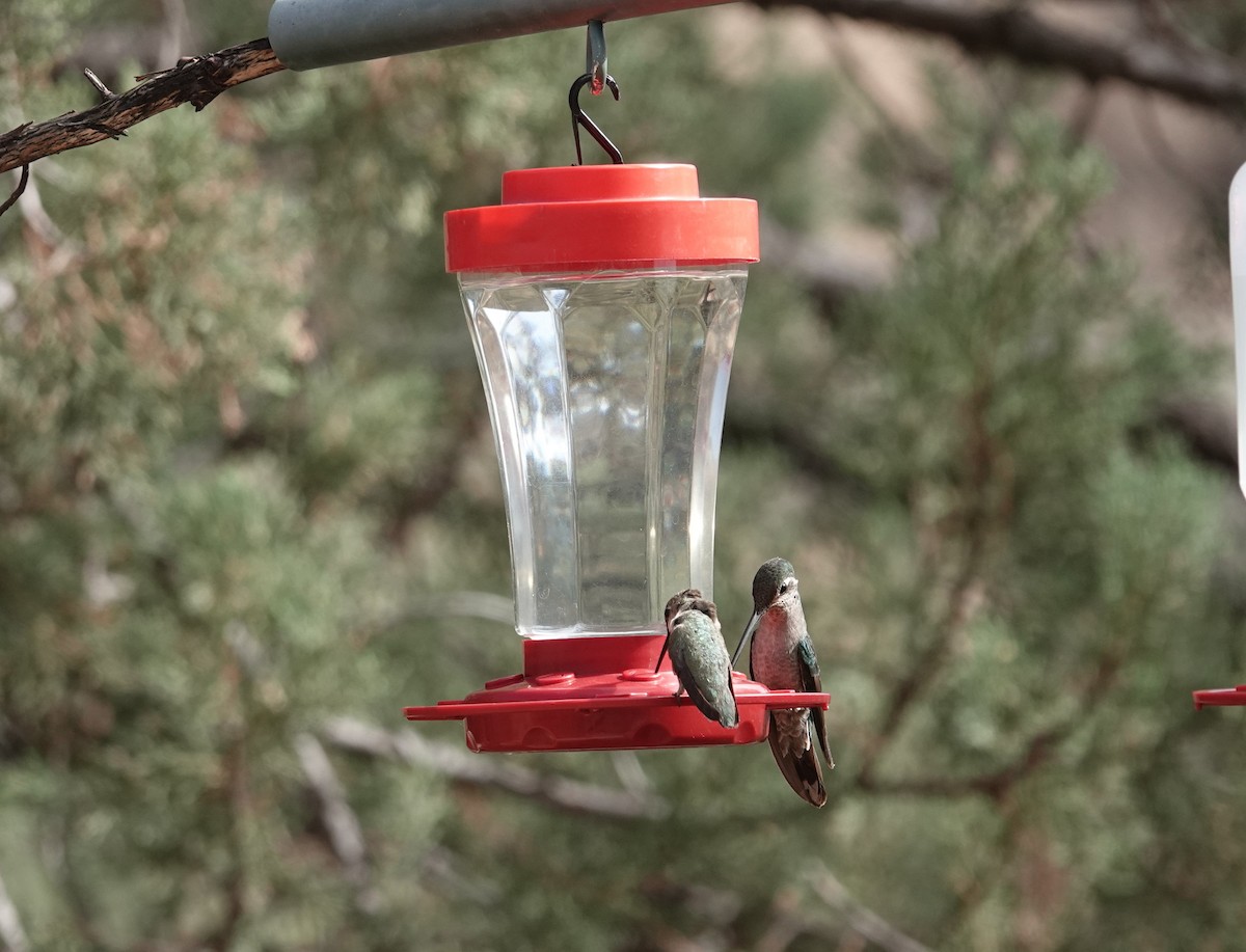 Rivoli's Hummingbird - ML637783421