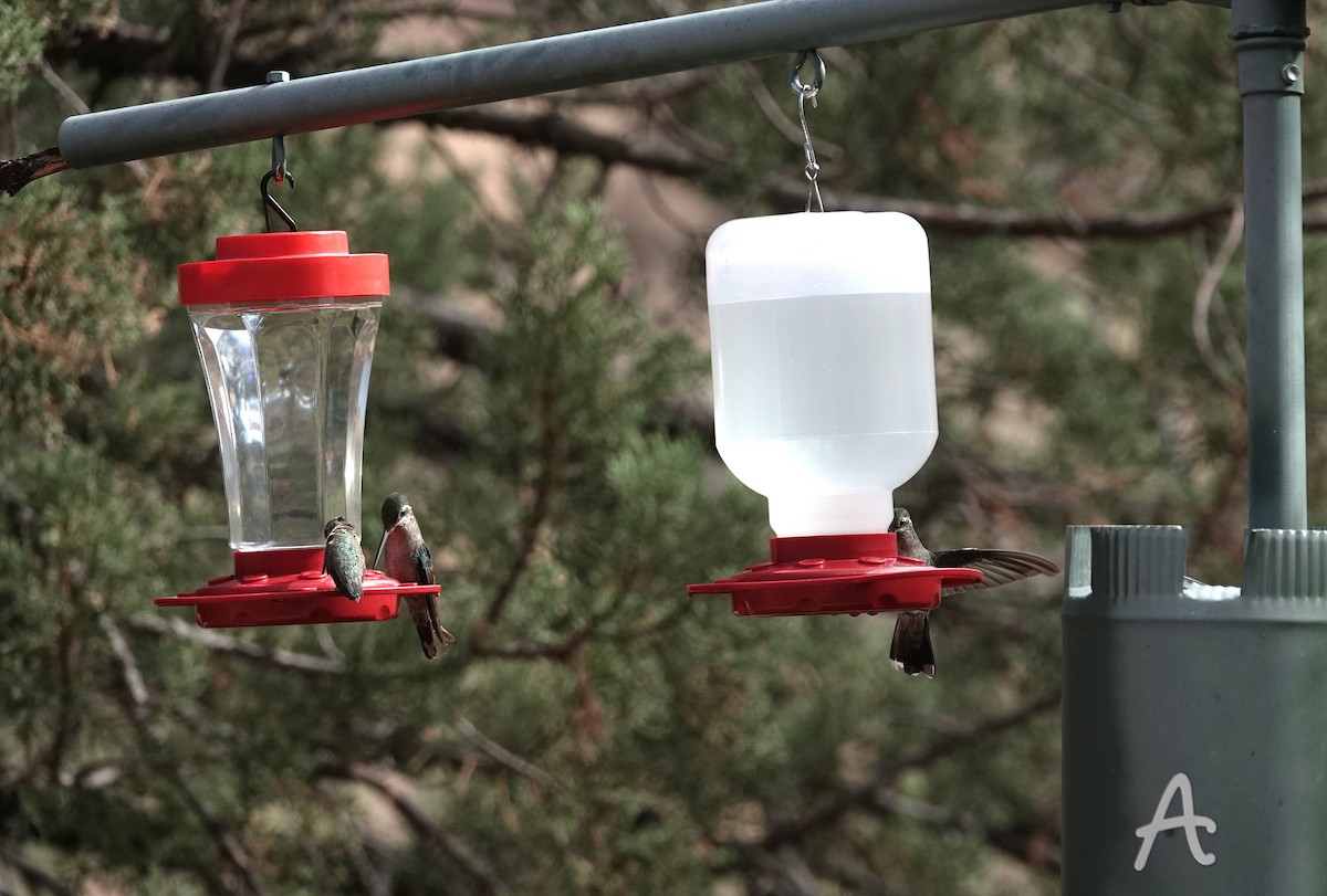 Rivoli's Hummingbird - ML637783422