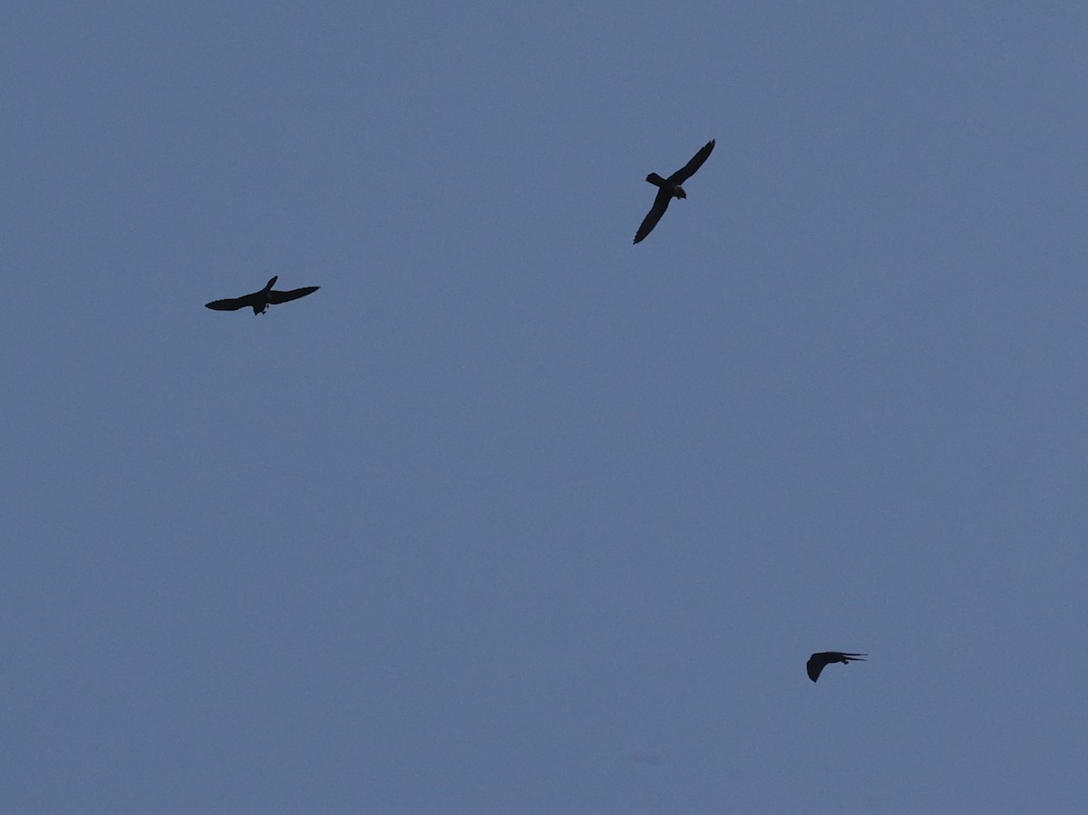 Eleonora's Falcon - ML637783426