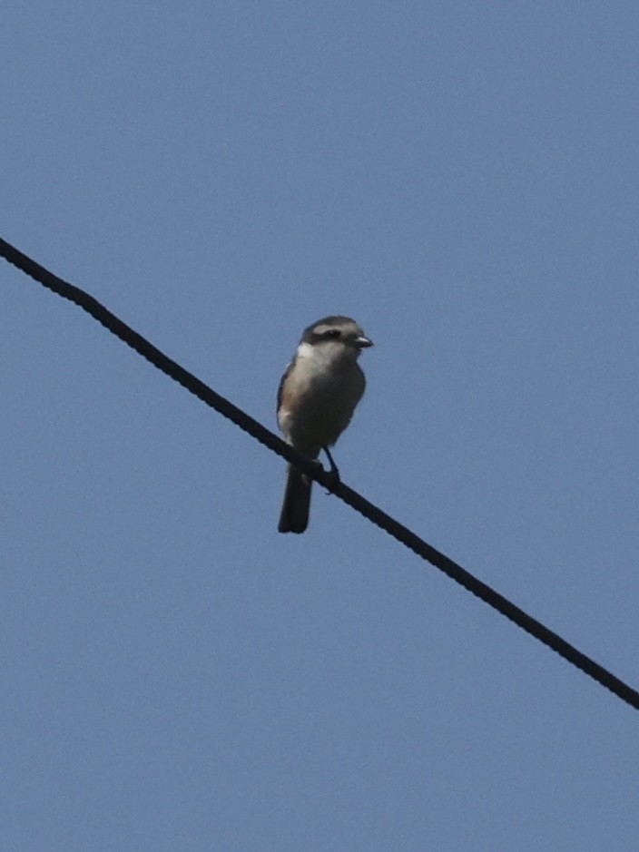 Masked Shrike - ML637783429