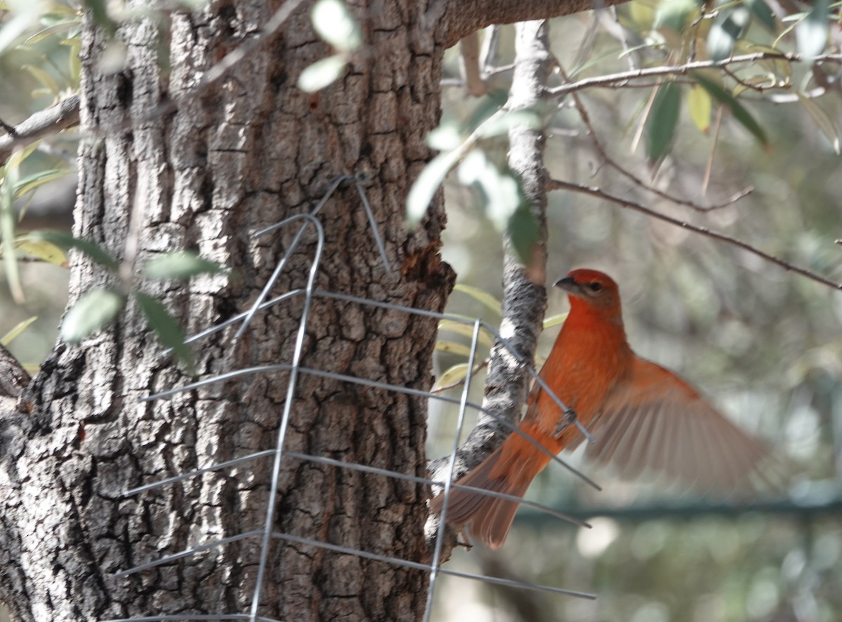 Hepatic Tanager - ML637783430